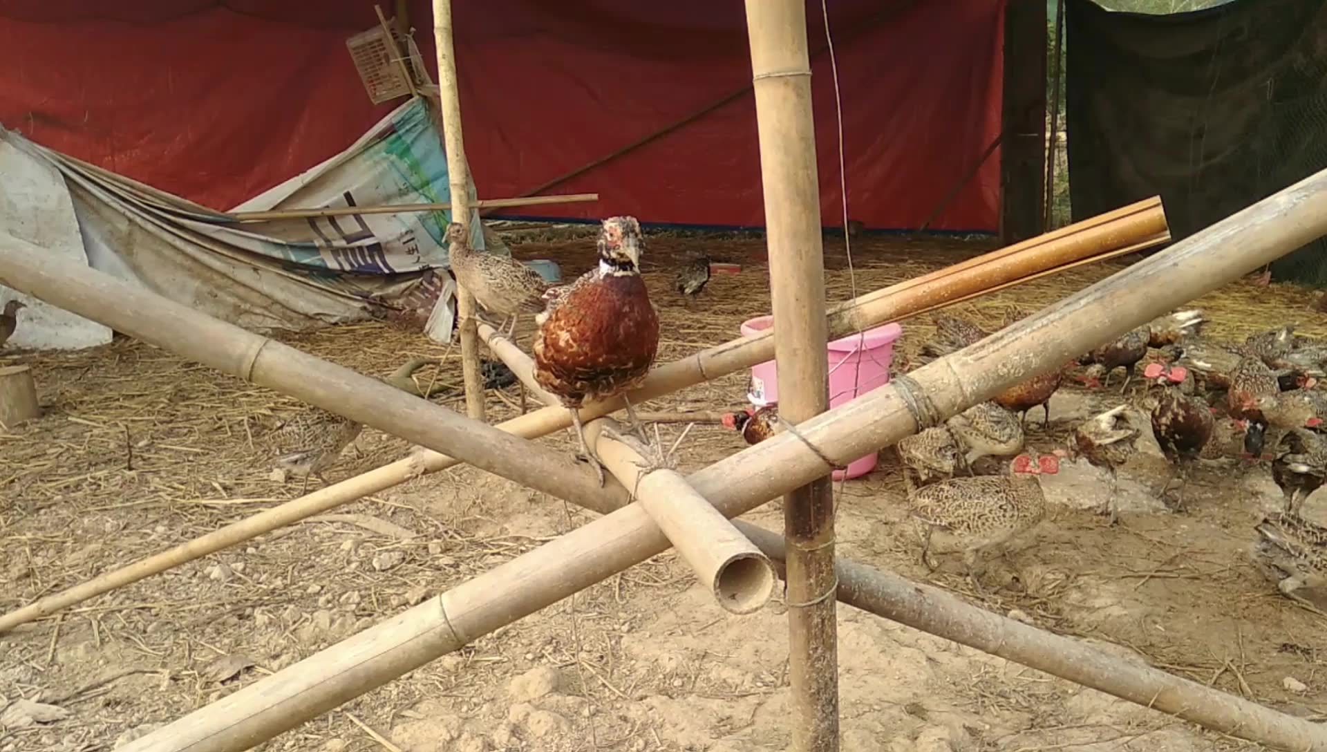 小梁早上喂鸡看到一对鸡跳上竹竿上玩耍,一公一母,像极了秀恩爱