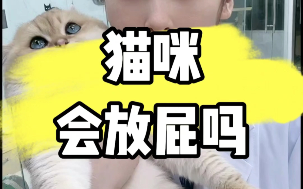 猫咪会放屁吗?哔哩哔哩bilibili