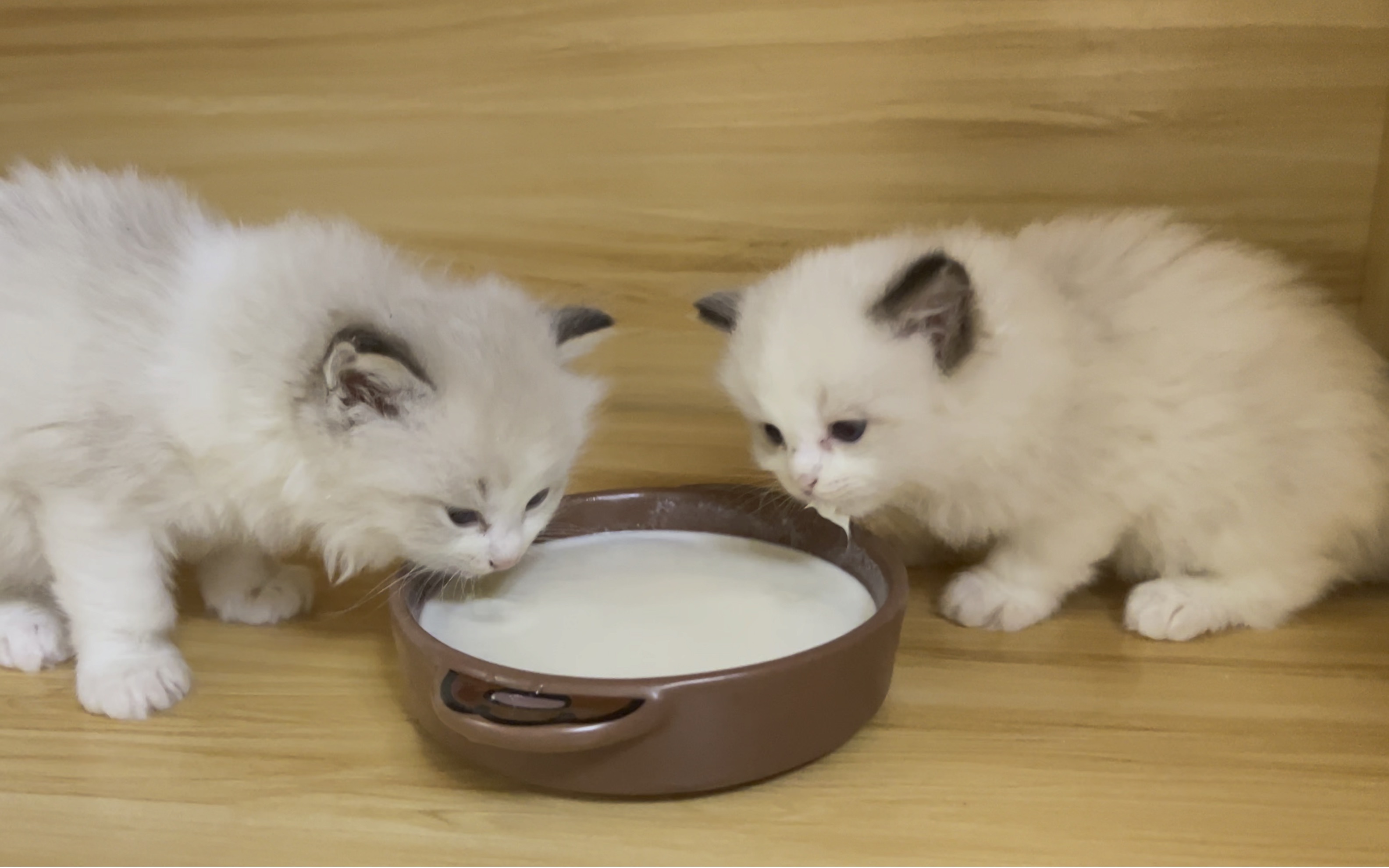 布偶小奶猫学喝奶奶