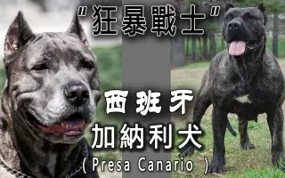 黑色加纳利犬 搜索结果 哔哩哔哩 Bilibili