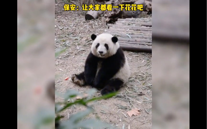 [图]熊猫花花的可爱瞬间！