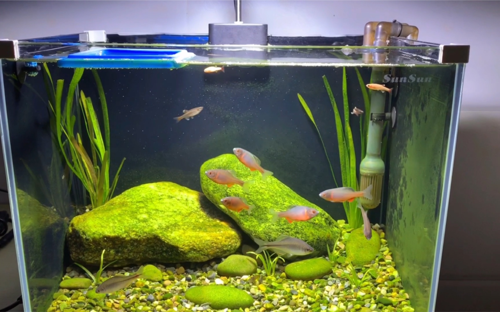 原生小缸个人认为原生的美丽不输草缸