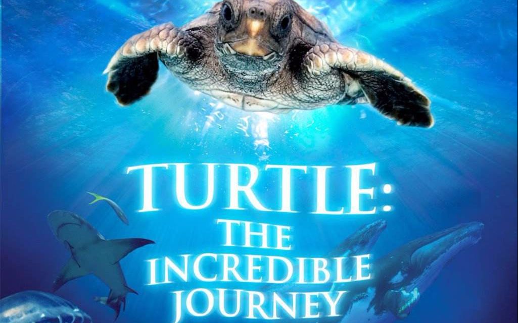 [图]【纪录片电影】海龟：奇妙之旅 Turtle: The Incredible Journey【高清中文字幕】