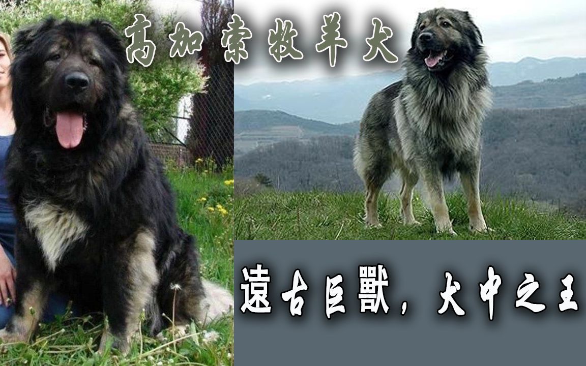 远古巨兽,王中之王,高加索牧羊犬!哔哩哔哩bilibili