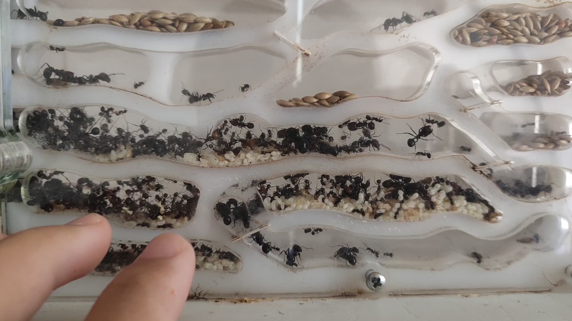 原生收获蚁,起飞.