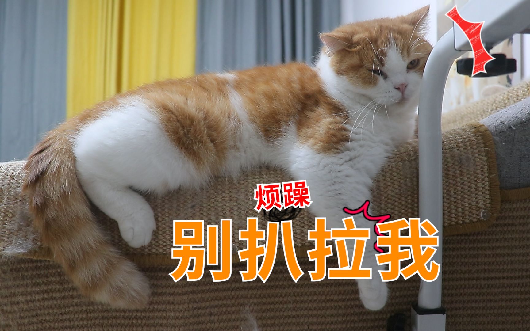 怪了!我们家同色系的猫咪相互看不顺眼