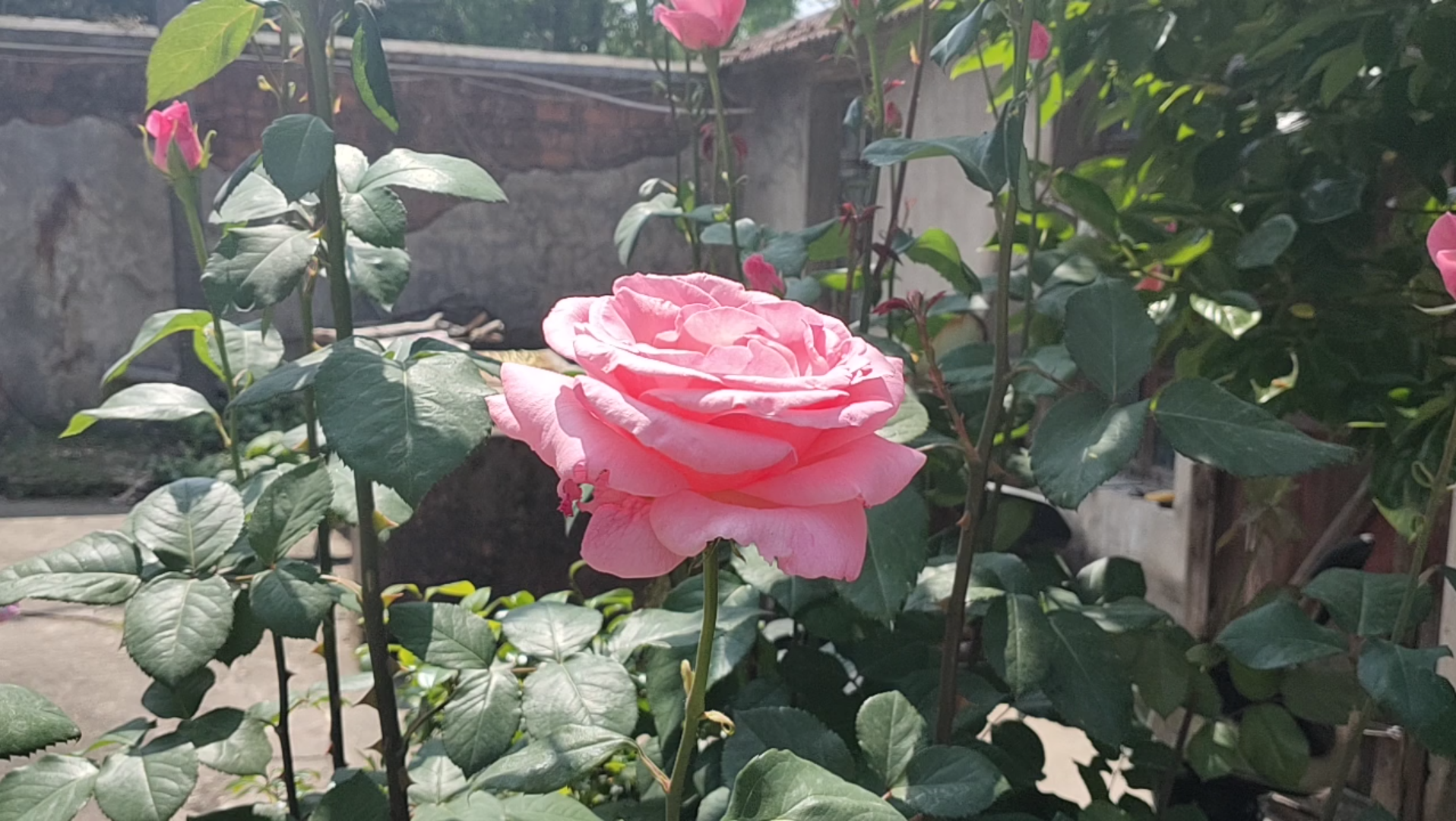 伊丽莎白女王月季