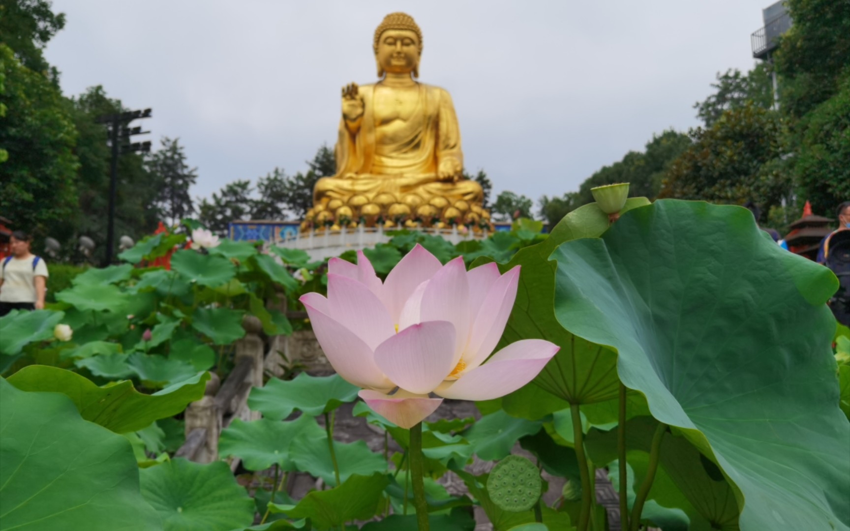 [图]华岩寺荷花开了 有幸见到并蒂莲