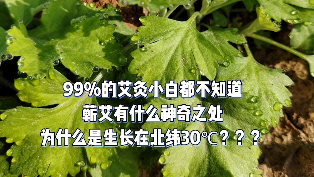 99%的艾灸小白都不知道蕲艾有什么神奇之处,为什么它是生长在北纬30度上 有什么故事吗?我们一起来听夏老师科普蕲艾哔哩哔哩bilibili