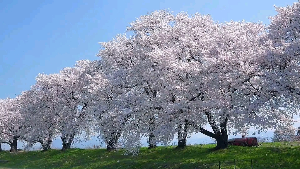 [图]“风很温柔，花很浪漫”