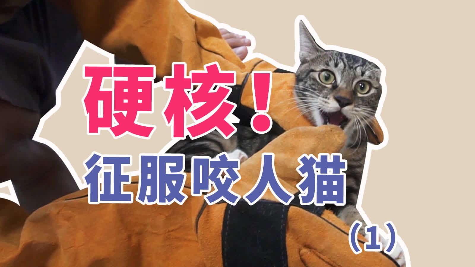 征服咬人猫梨花猫扑人咬人性格重塑行为矫正哔哩哔哩bilibili