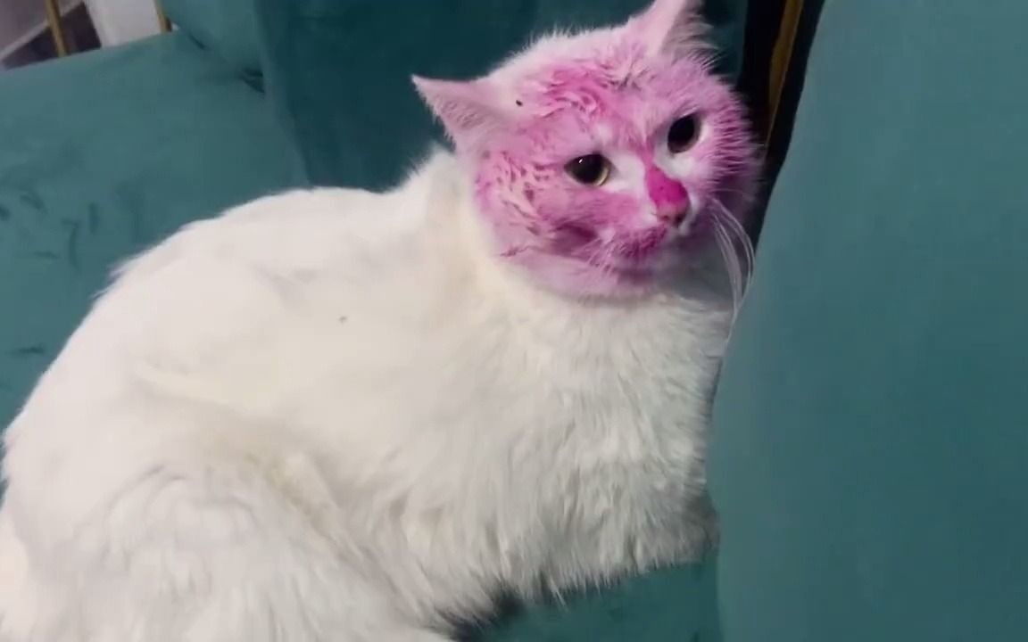 偷吃火龙果的小猫咪