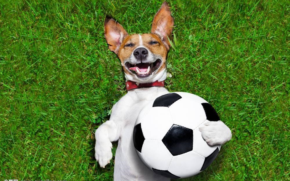 fifaol3足球狗的日常:足球(游戏)能为我们带来什么.