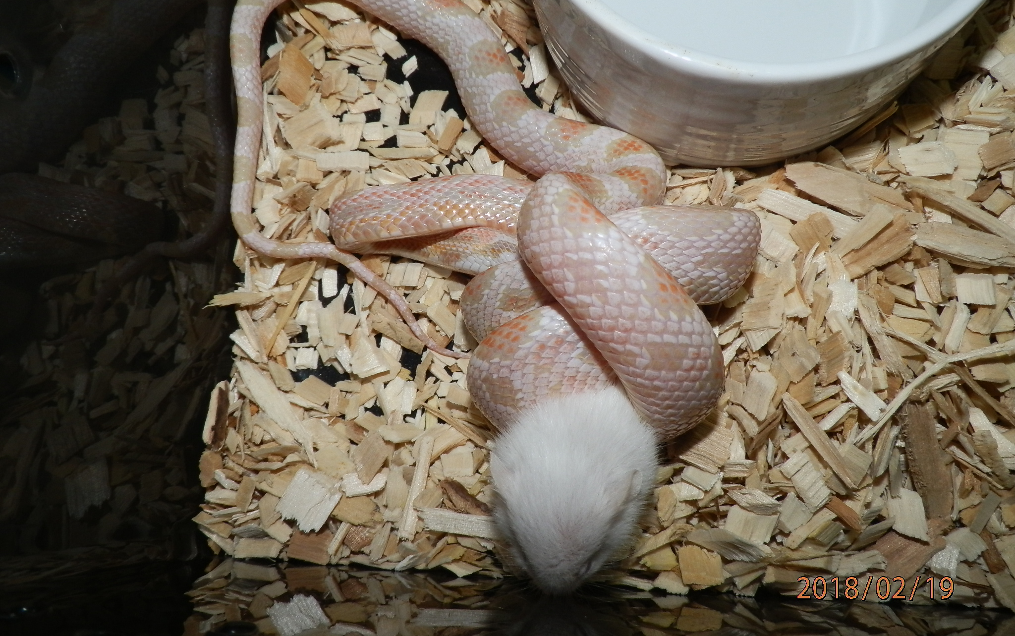 时隔很久的喂活鼠.有各位喜欢的缠绕~(圣母慎入)_哔哩哔哩_bilibili