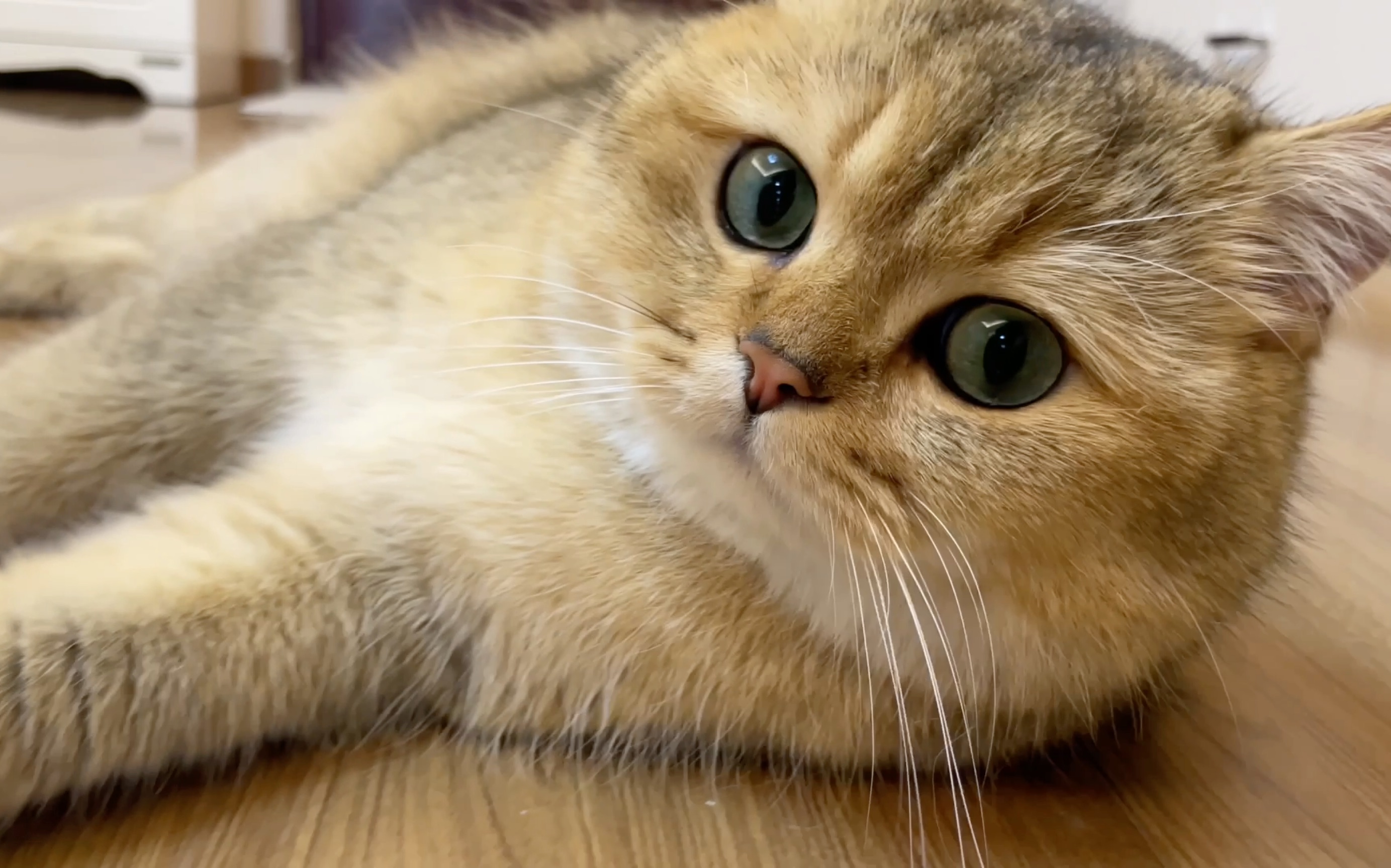 就不信,萌不倒你!喵呜