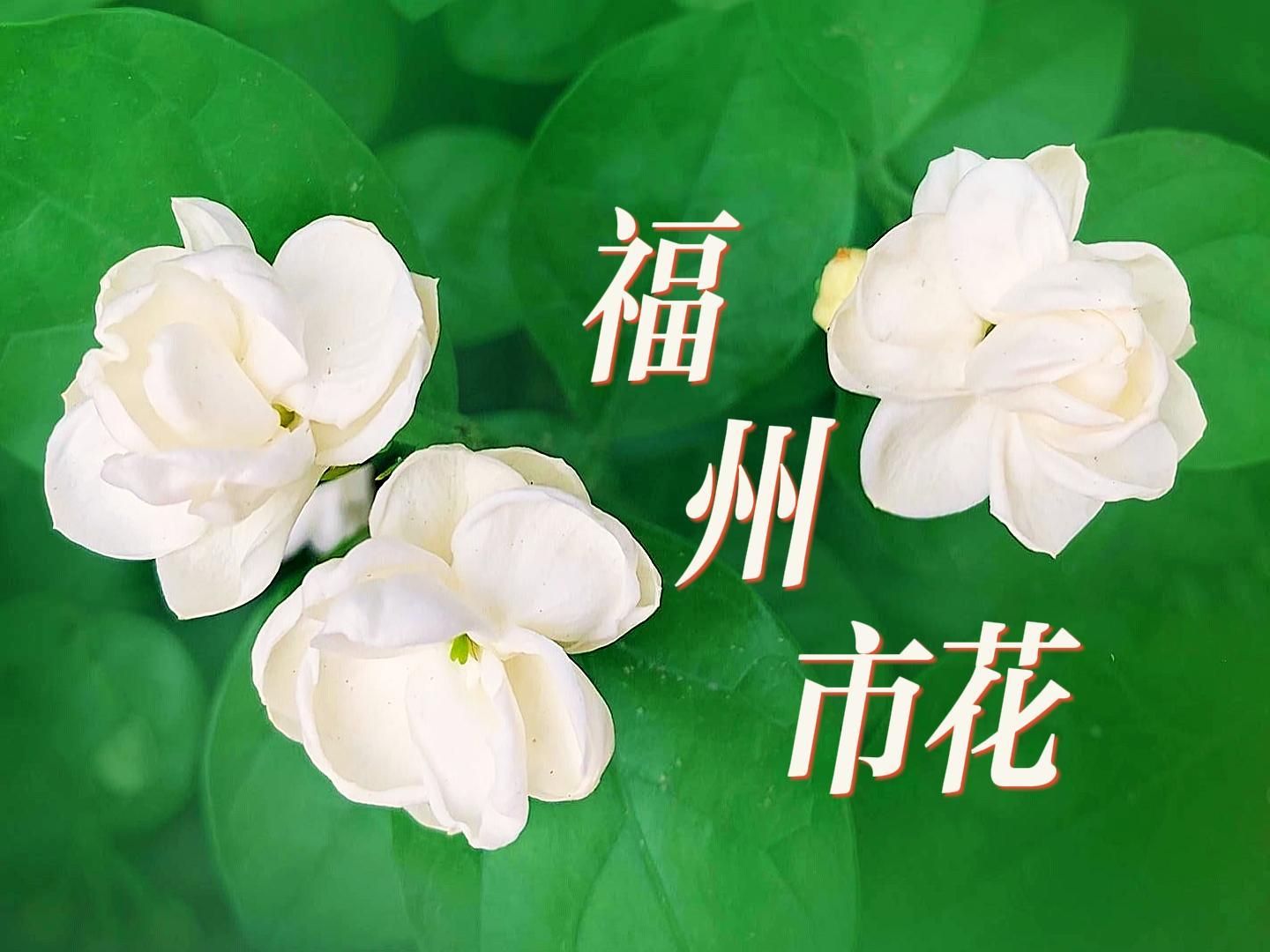 【福州市】市花:好一朵美丽的茉莉花