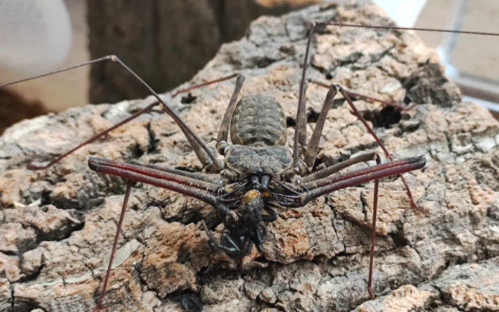 各种鞭蛛捕食,看看有没有你喜欢的一款鞭