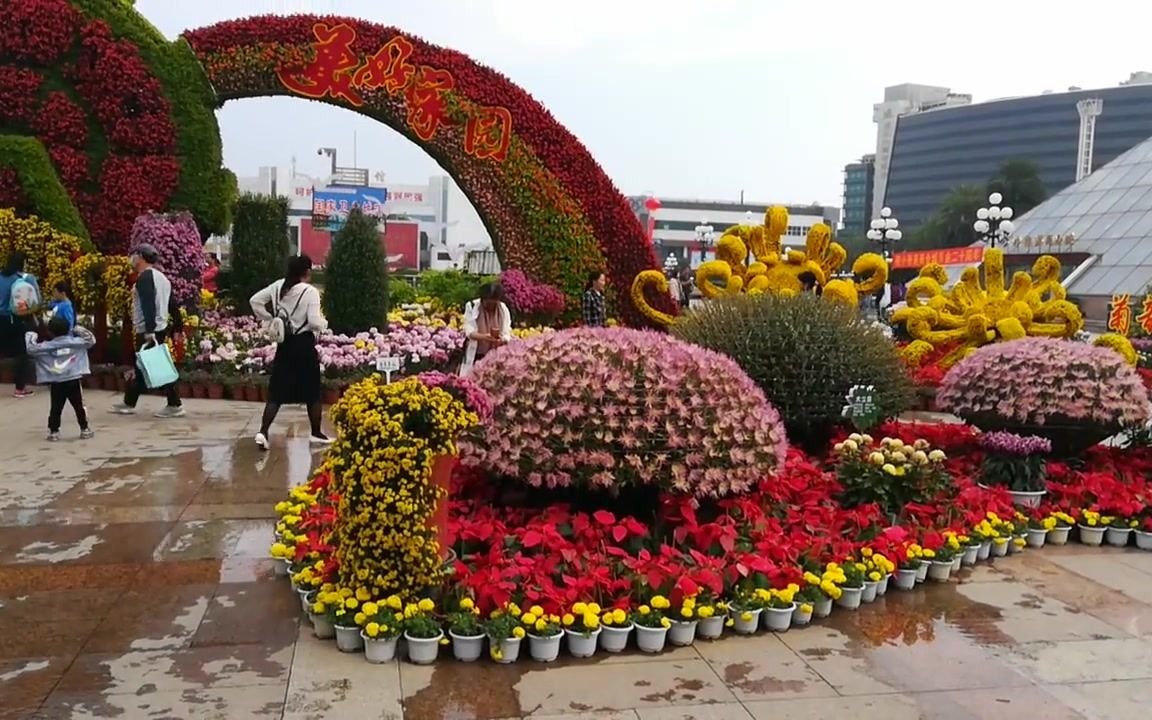 [图]菊韵金秋,展现各种花色与特性的菊花品种一百多个，配上动人歌曲候大海-秋天的野菊花、郑培钦-秋之韵。