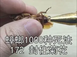 Download Video: 用520胶水封住蟑螂的小菊花，让蟑螂能吃但不能拉，蟑螂肚子里的粑粑会不会把它涨死？