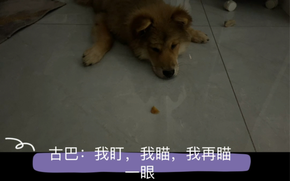 中华田园犬土松狗的拒食等待训练哔哩哔哩bilibili