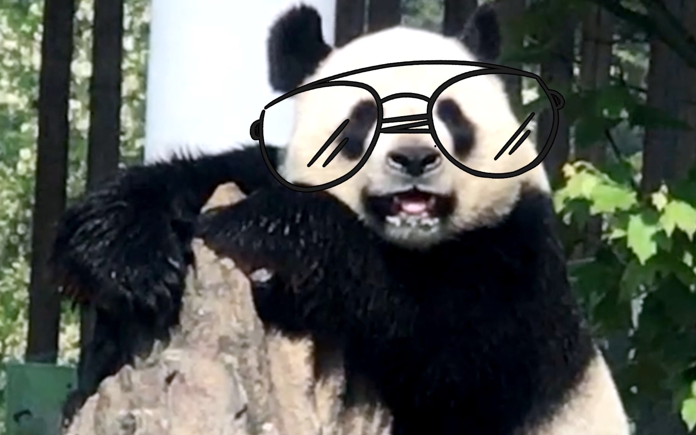 【大熊猫金虎】奶妈奶妈!快给我配眼镜!
