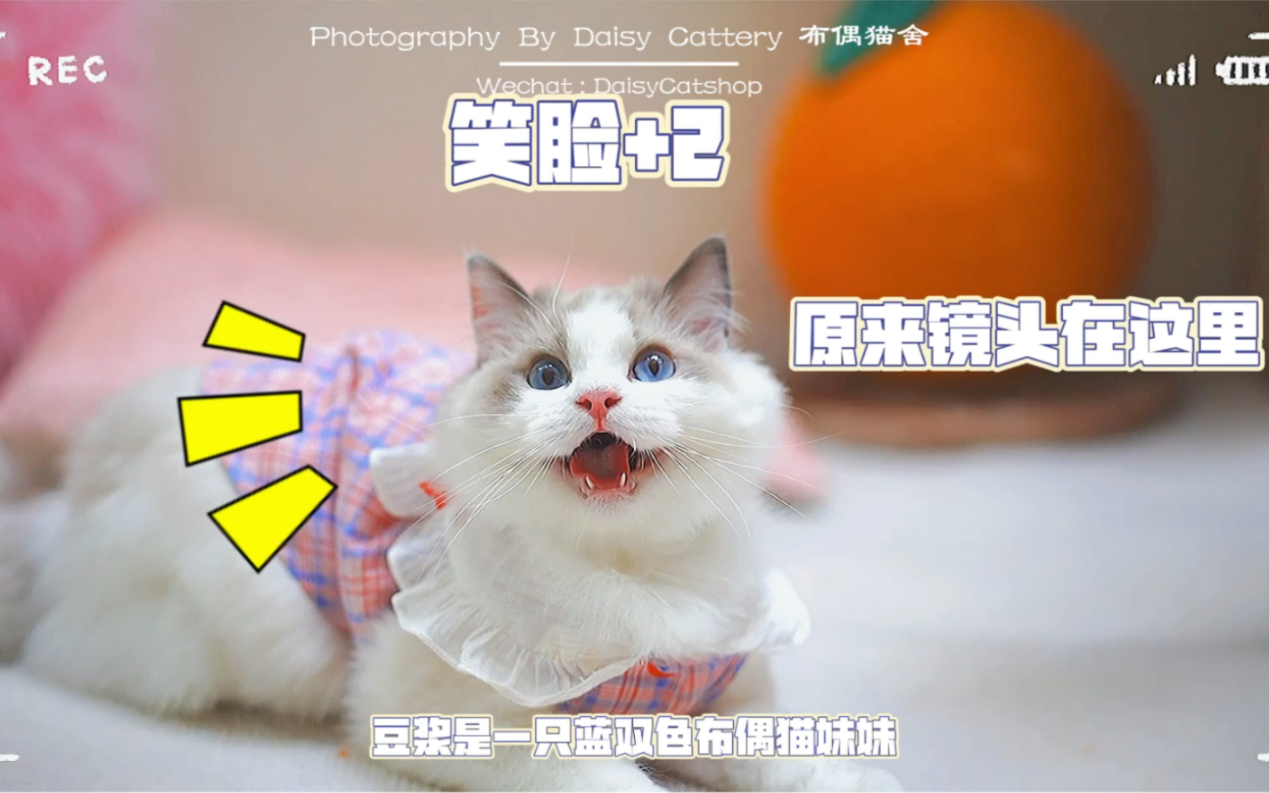 一只爱笑的布偶小猫咪!太治愈了!(出镜:豆浆:蓝双色布偶猫妹妹找新家)