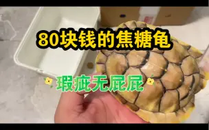 Скачать видео: 新手必买系列：80块钱的焦糖变异龟！瑕疵尾巴！值不值？