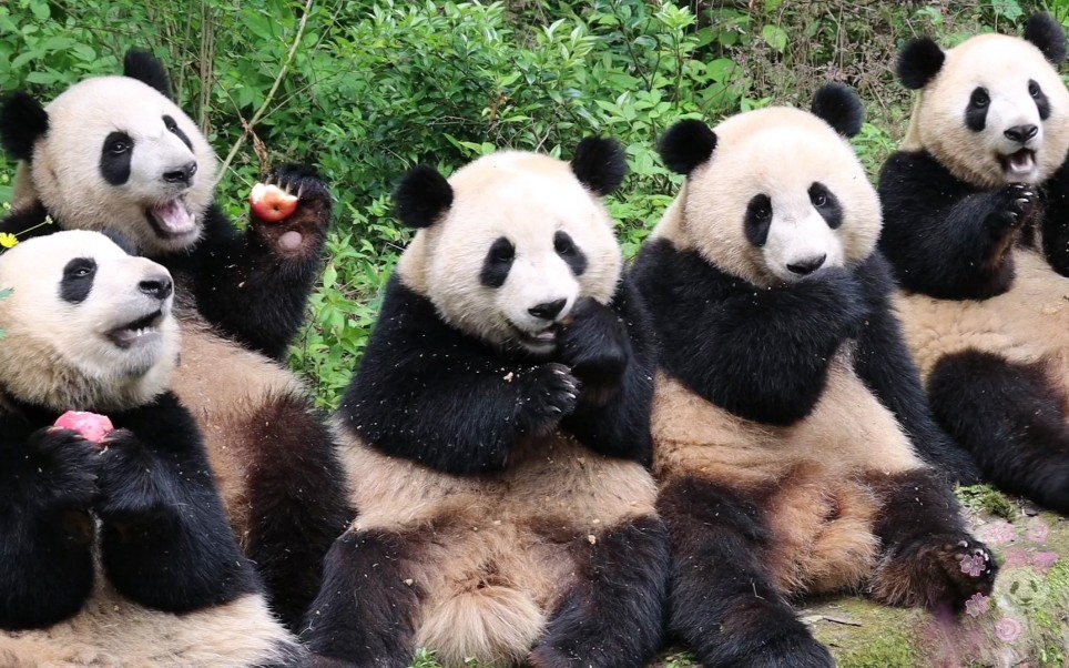 【大熊猫】谭爷爷钓猫,五只嘤嘤怪排排坐,太过分了,过分可爱了