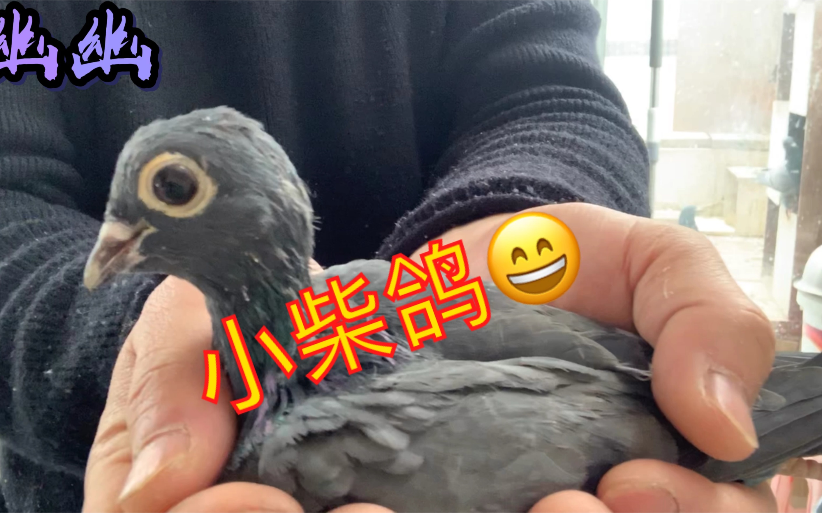 铁牛鸽是以小为美现在出来的小鸽子体型还没有斑鸠大太小了