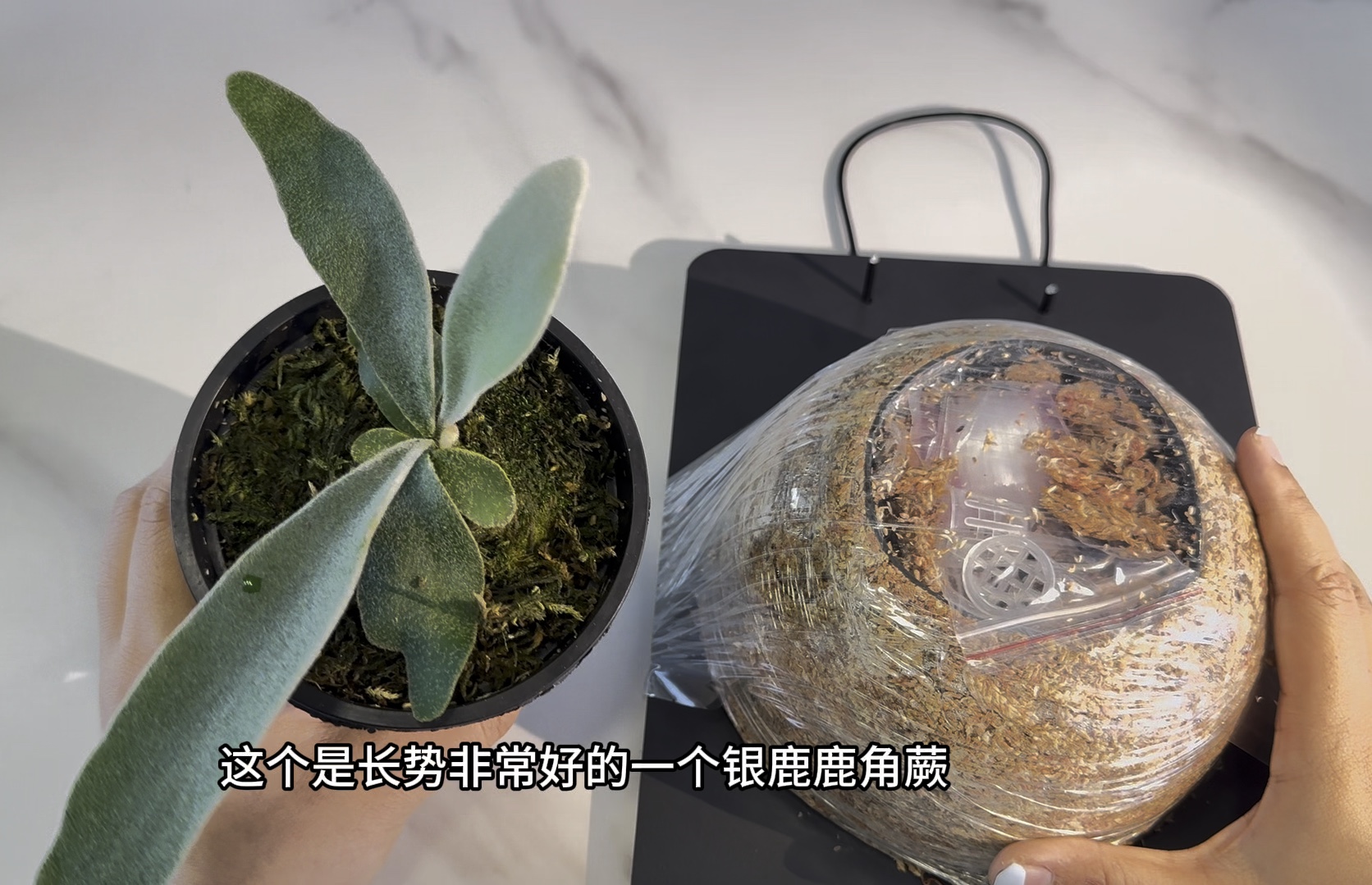 热植新手|一个笨拙的银鹿鹿角蕨上板视频哔哩哔哩bilibili