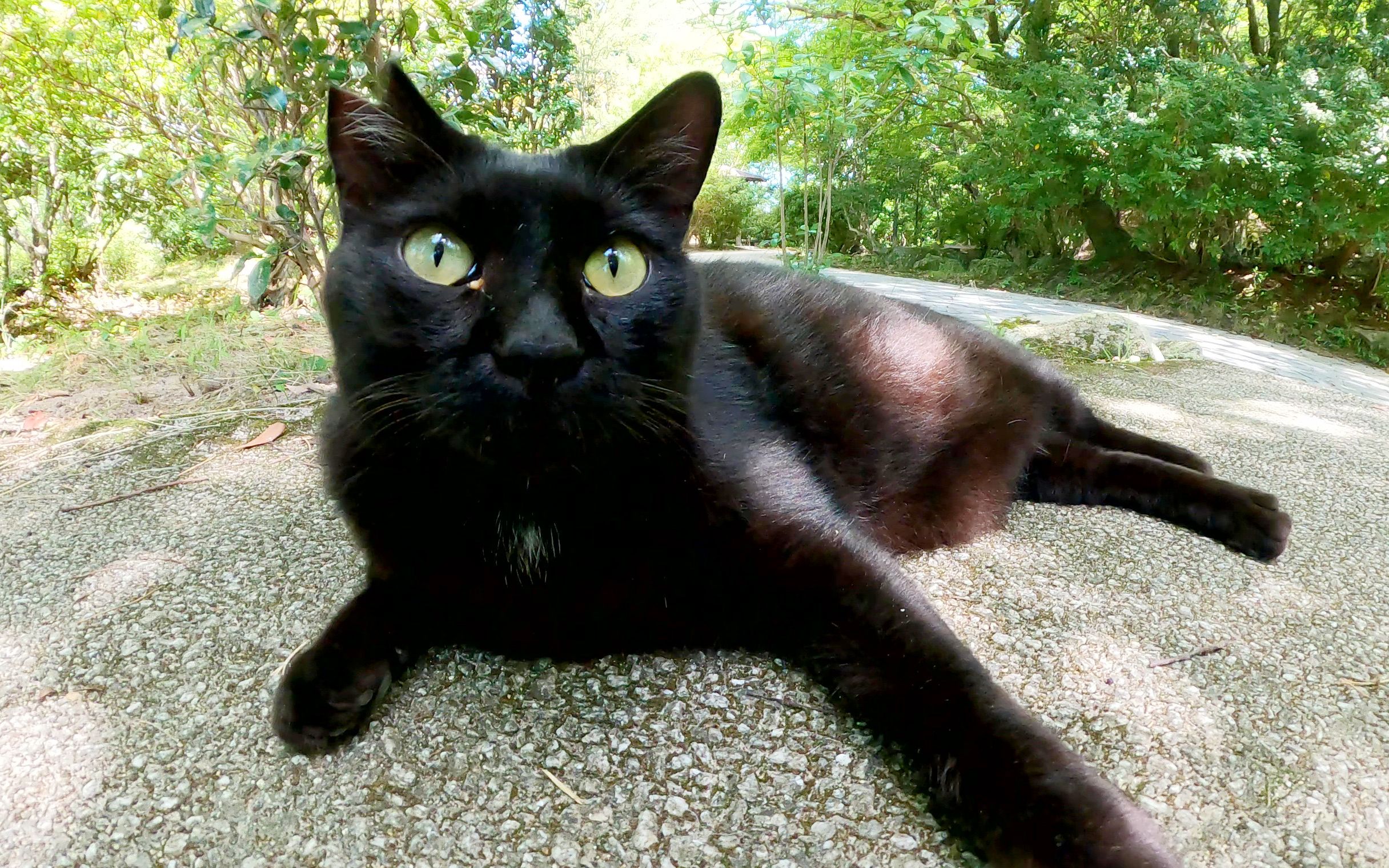 一只胖黑猫趴在花园里,肚子朝天