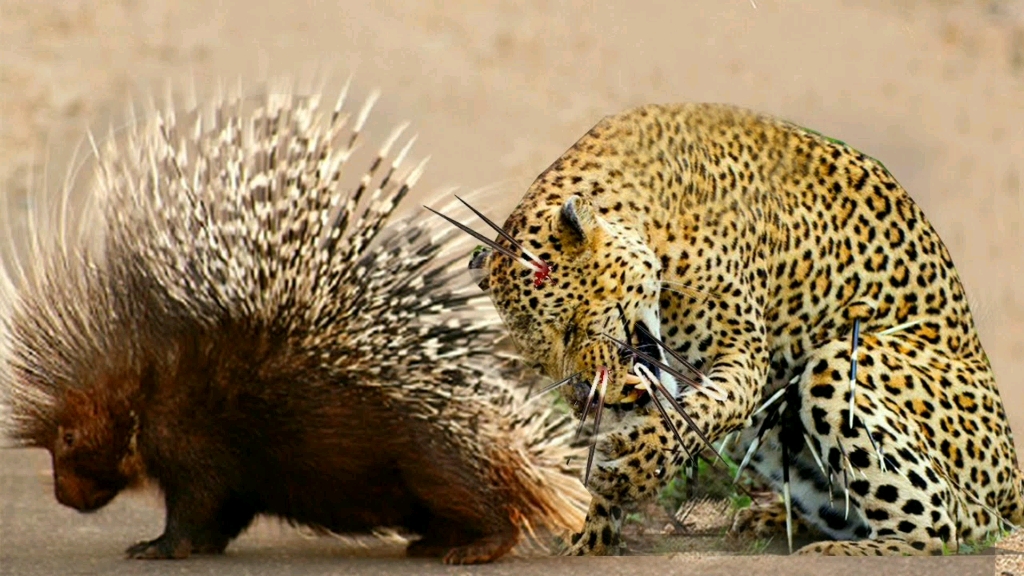 豹子死缠烂打偷袭豪猪,被豪猪刺的满身是伤,看豹子怎么作死的