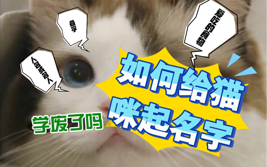 【科普】如何给猫咪起名字哔哩哔哩bilibili