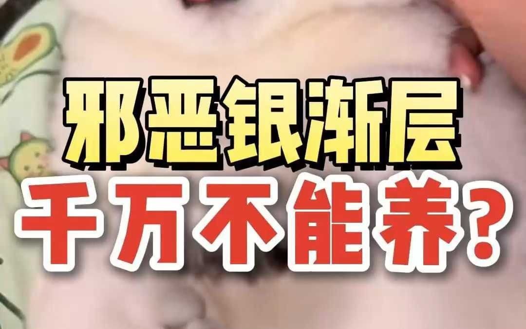 银渐层这个猫,好啊!都去养哔哩哔哩bilibili