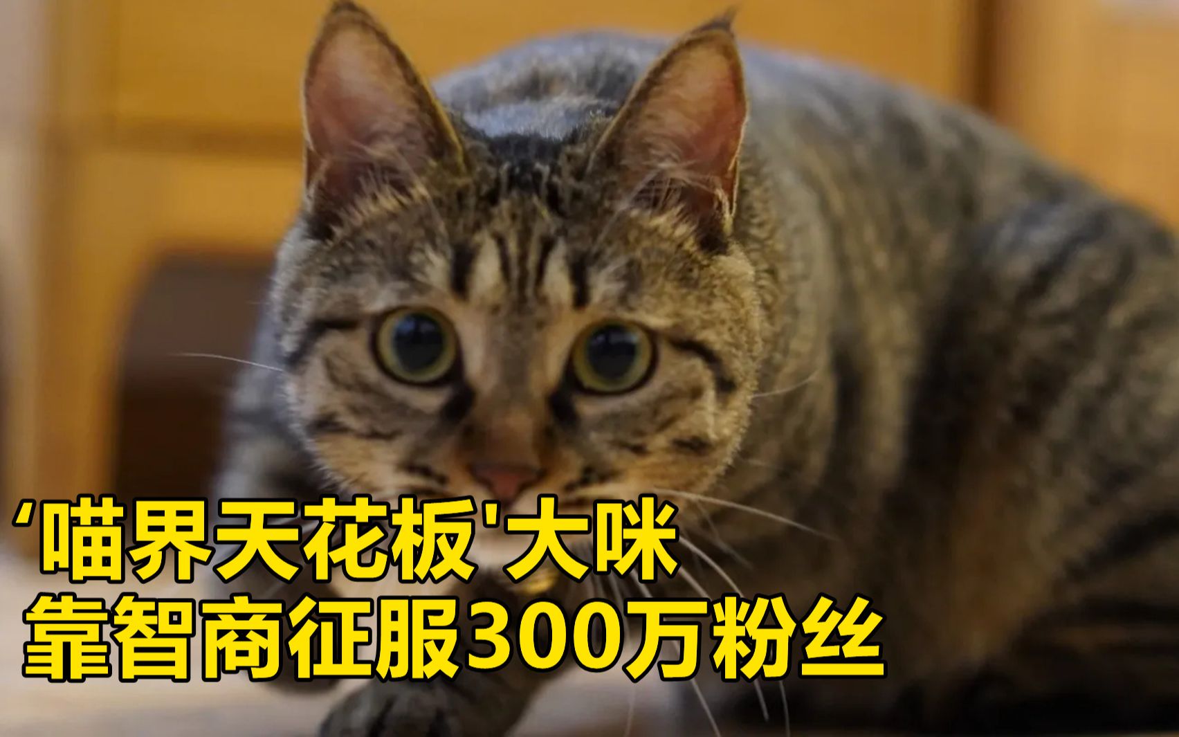 喵界天花板大咪:300万人梦中情猫,网友直呼上辈子没喝孟婆汤哔哩哔哩bilibili