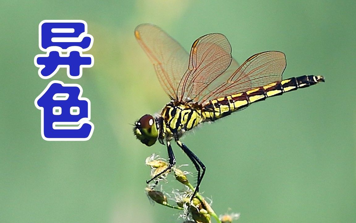 295【异色多纹蜻·雌橙色型有斑点&无斑点】纯享版【北京蜻蜓社】