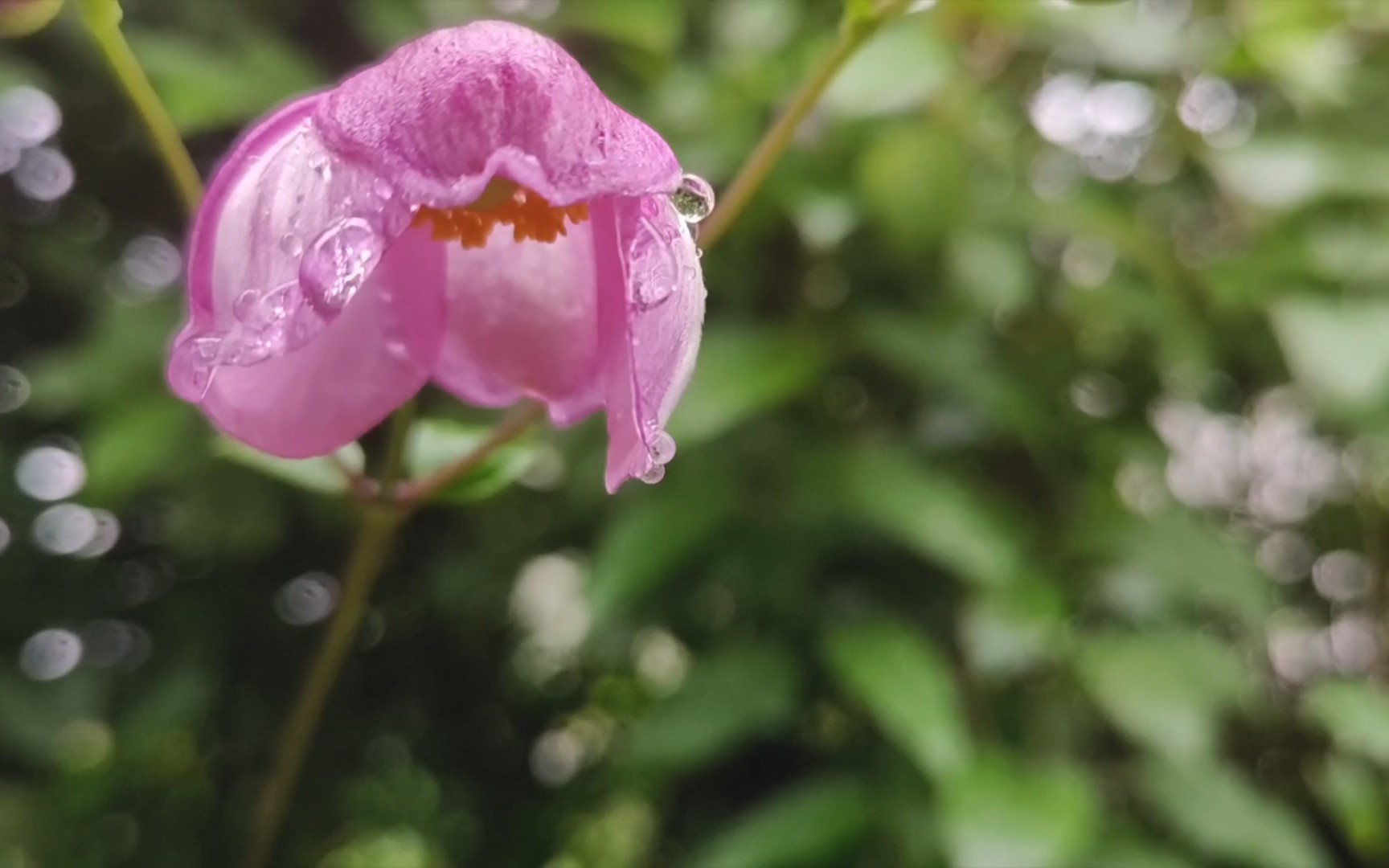 [图]野棉花·秋天｜我怎会知道花朵与秋雨的故事？