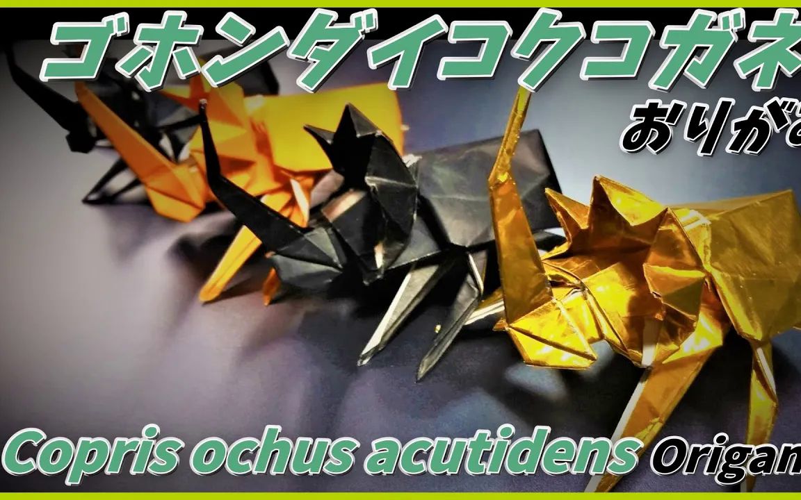 【虫房のカブクワおりがみ】粪金龟折纸教程ゴホンダイコクコガネおり
