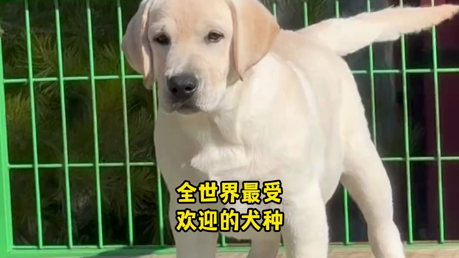 全世界最受欢迎犬种—拉布拉多,你爱了吗哔哩哔哩bilibili