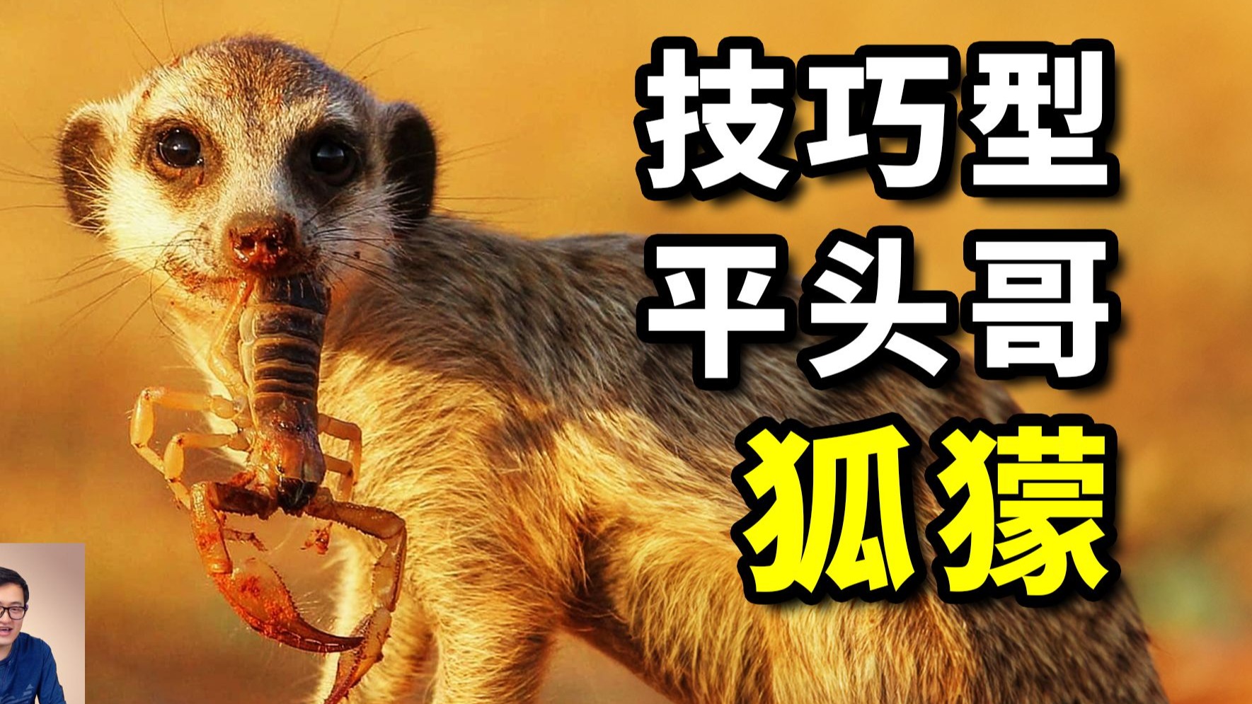 狐獴和猫鼬什么关系？技巧型平头哥蜜獾？狐獴女王不为人知的秘密！-老肉杂谈-老肉杂谈-哔哩哔哩视频