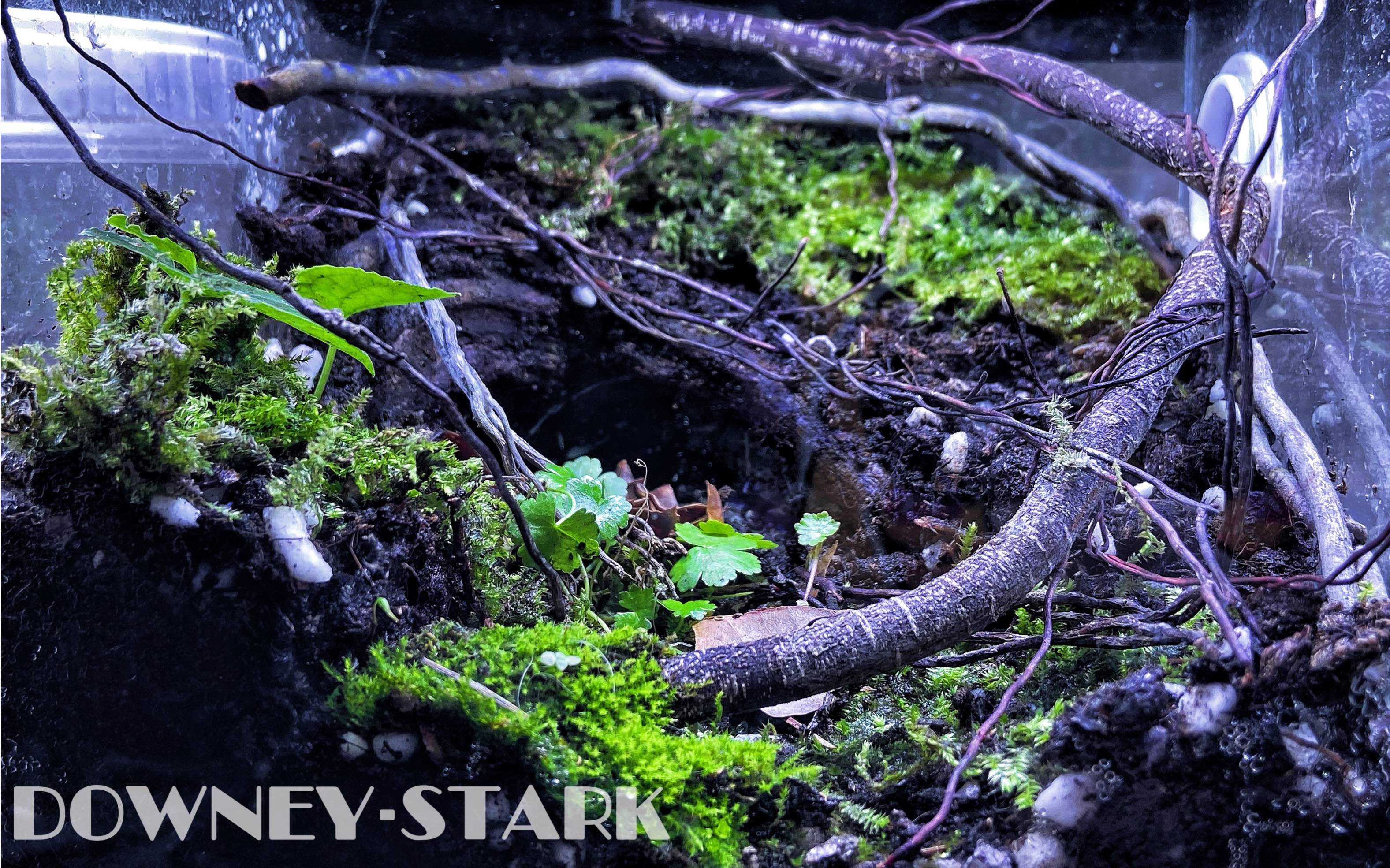 微景观开缸迷你雨林缸苔藓缸的第三天稳定生长
