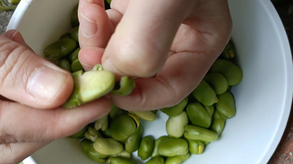 剥蚕豆中午吃