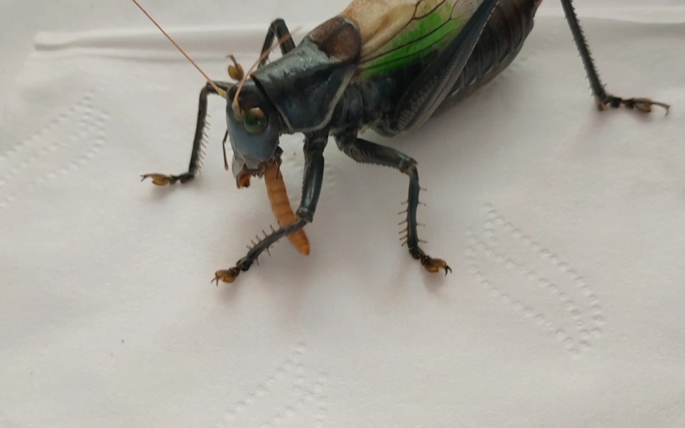 蝈蝈捕食面包虫