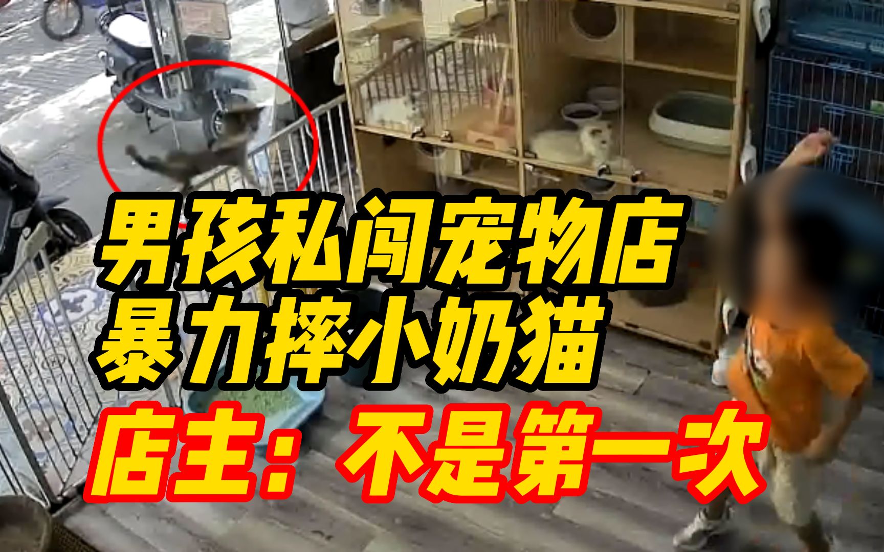 [图]杭州6岁男孩私闯宠物店暴力摔小奶猫，店主：不是第一次，家长道歉后没报警