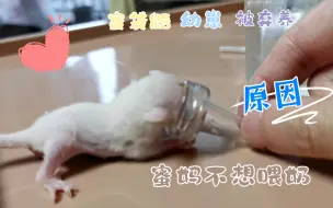 Download Video: 蜜袋鼯幼崽被弃养的原因被我找到了，吃奶太凶猛，被咬到产后抑郁