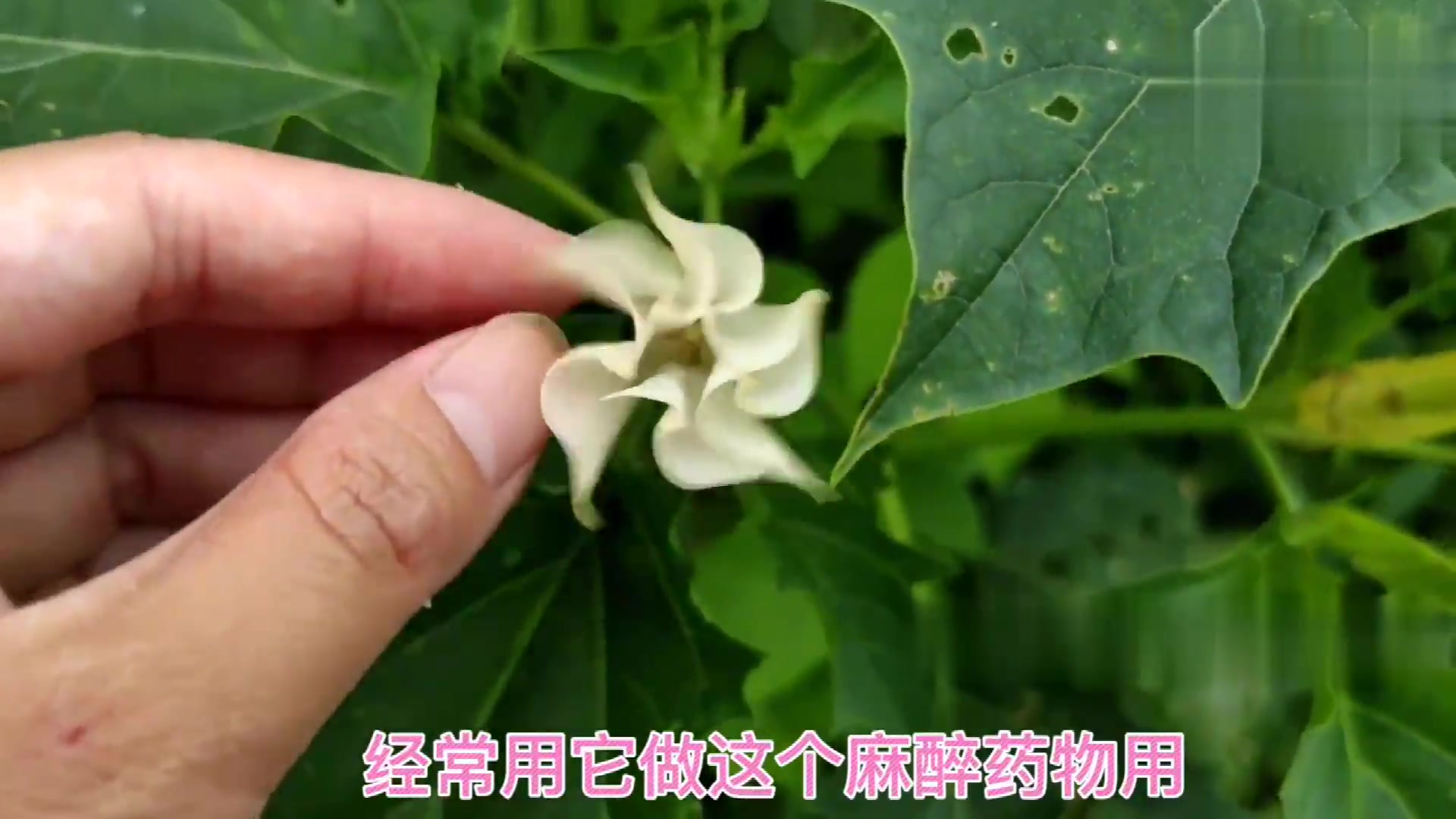 神秘的曼陀罗花就是常见野草对白癜风有特殊作用