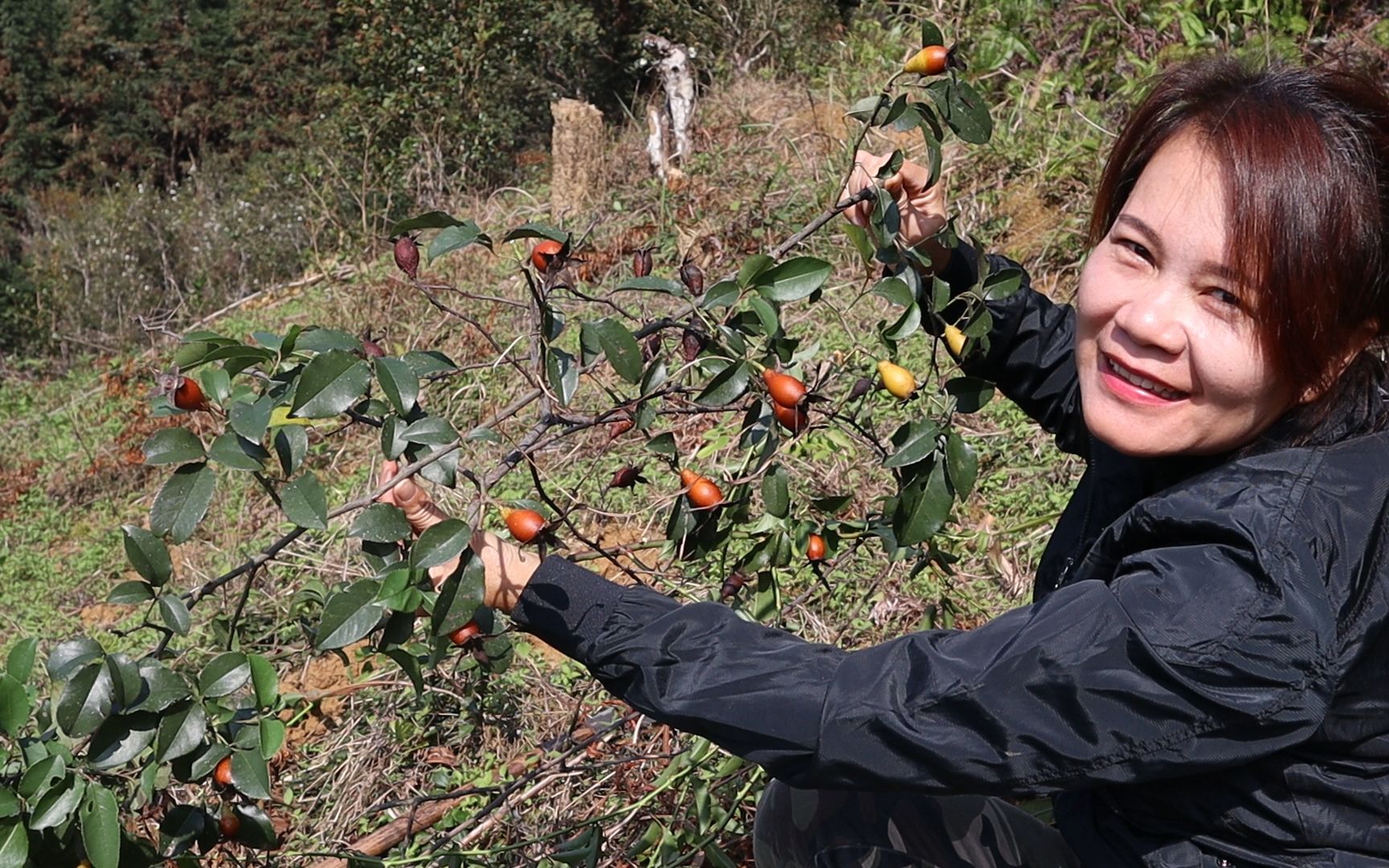 金樱子蔷薇科植物,运用得好就是女人的美容院男人的加油站