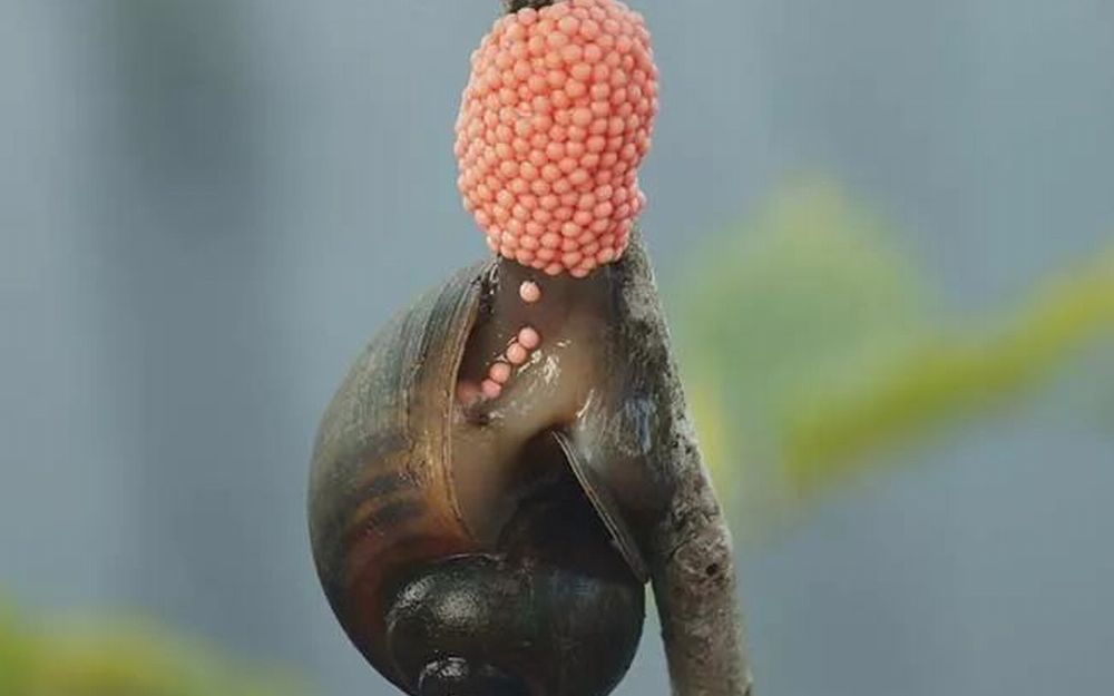 福寿螺产卵和孵化全过程一粒接一粒流水线般输送产量高到不可思议