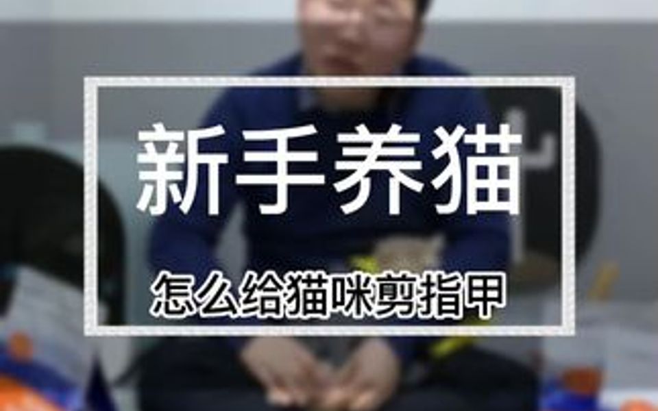 怎么给猫咪剪指甲(1639)哔哩哔哩bilibili