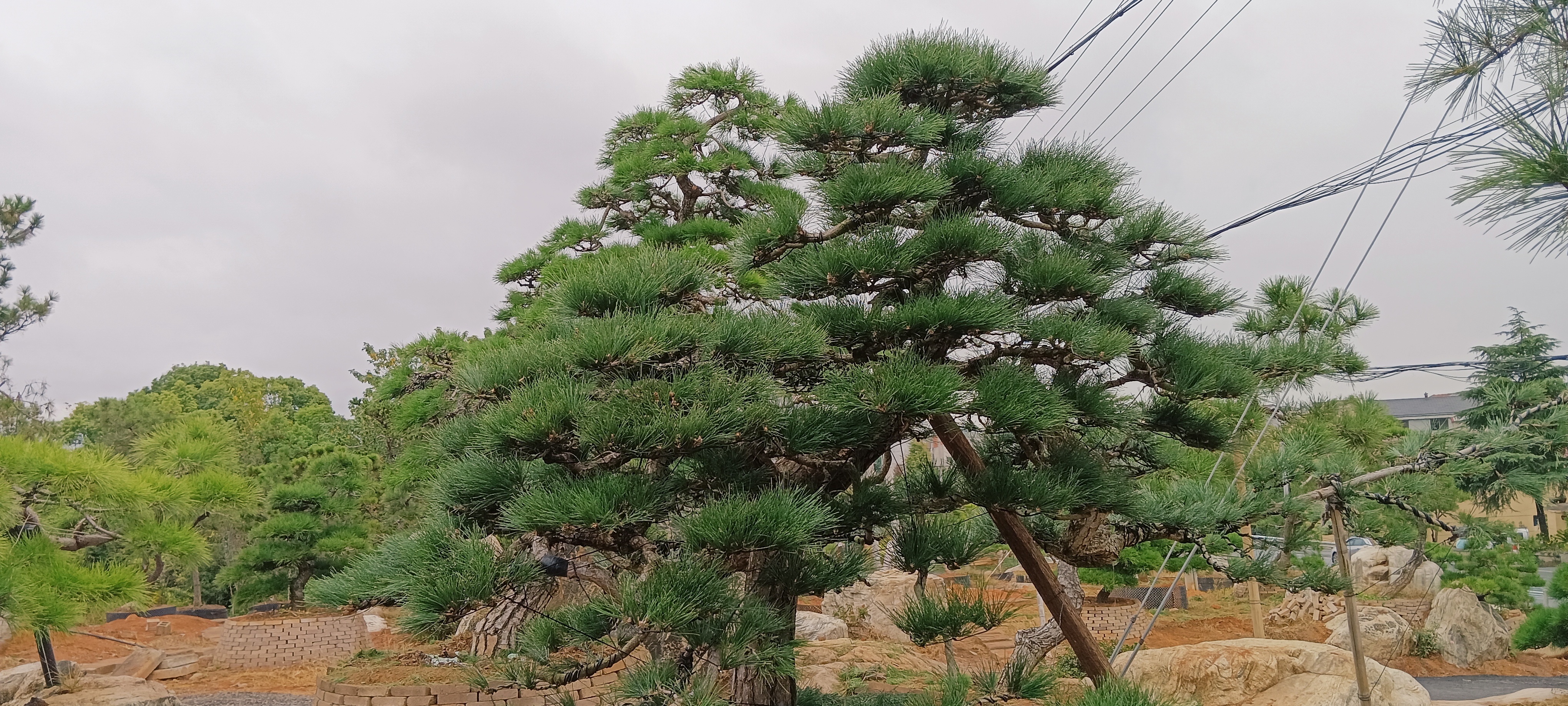 用时天终于完工了…「日本进口黑松修剪」